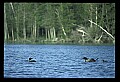 10605-00024-Waterbirds-General-Common Loon, Gavia immerion.jpg