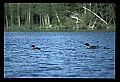 10605-00025-Waterbirds-General-Common Loon, Gavia immerion.jpg