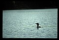 10605-00026-Waterbirds-General-Common Loon, Gavia immerion.jpg