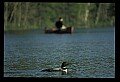 10605-00029-Waterbirds-General-Common Loon, Gavia immerion.jpg