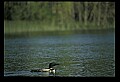 10605-00030-Waterbirds-General-Common Loon, Gavia immerion.jpg
