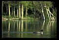 10605-00031-Waterbirds-General-Common Loon, Gavia immerion.jpg