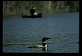 10605-00032-Waterbirds-General-Common Loon, Gavia immerion.jpg