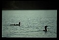 10605-00033-Waterbirds-General-Common Loon, Gavia immerion.jpg