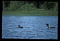 10605-00035-Waterbirds-General-Common Loon, Gavia immerion.jpg