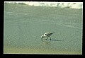 10605-00037-Waterbirds-Genera.jpg