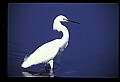10609-00007-Egrets, General.jpg