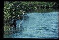 10609-00009-Egrets, General.jpg