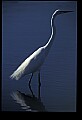 10609-00153-Egrets, General.jpg