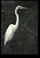 10609-00166-Egrets, General.jpg