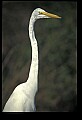 10609-00176-Egrets, General.jpg