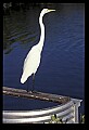10609-00199-Egrets, General.jpg