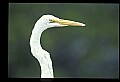 10609-00206-Egrets, General.jpg