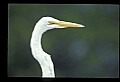 10609-00207-Egrets, General.jpg