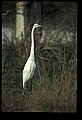 10609-00218-Egrets, General.jpg