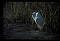 10609-00224-Egrets, General.jpg