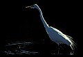 10609-00241-Egrets, General.jpg