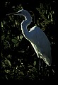 10609-00252-Egrets, General.jpg