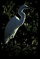 10609-00253-Egrets, General.jpg