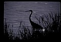 10610-00003-Great Blue Heron, Ardea herodias.jpg