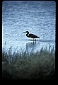 10610-00009-Great Blue Heron, Ardea herodias.jpg