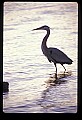 10610-00017-Great Blue Heron, Ardea herodias.jpg