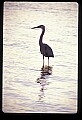 10610-00018-Great Blue Heron, Ardea herodias.jpg