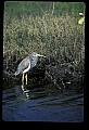 10610-00019-Great Blue Heron, Ardea herodias.jpg