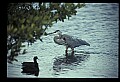 10610-00023-Great Blue Heron, Ardea herodias.jpg