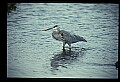 10610-00024-Great Blue Heron, Ardea herodias.jpg