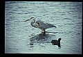 10610-00025-Great Blue Heron, Ardea herodias.jpg