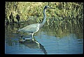10610-00026-Great Blue Heron, Ardea herodias.jpg