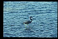10610-00028-Great Blue Heron, Ardea herodias.jpg