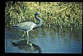 10610-00029-Great Blue Heron, Ardea herodias.jpg