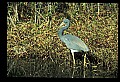 10610-00030-Great Blue Heron, Ardea herodias.jpg