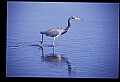 10610-00034-Great Blue Heron, Ardea herodias.jpg