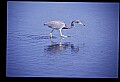 10610-00035-Great Blue Heron, Ardea herodias.jpg