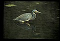 10610-00040-Great Blue Heron, Ardea herodias.jpg