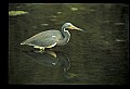 10610-00041-Great Blue Heron, Ardea herodias.jpg