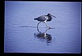 10610-00045-Great Blue Heron, Ardea herodias.jpg