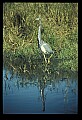 10610-00046-Great Blue Heron, Ardea herodias.jpg