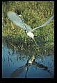 10610-00047-Great Blue Heron, Ardea herodias.jpg