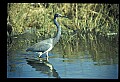 10610-00048-Great Blue Heron, Ardea herodias.jpg