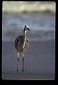 10610-00050-Great Blue Heron, Ardea herodias.jpg