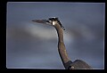 10610-00052-Great Blue Heron, Ardea herodias.jpg