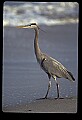 10610-00053-Great Blue Heron, Ardea herodias.jpg