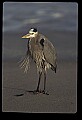 10610-00054-Great Blue Heron, Ardea herodias.jpg