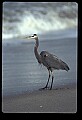 10610-00055-Great Blue Heron, Ardea herodias.jpg