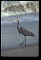 10610-00056-Great Blue Heron, Ardea herodias.jpg