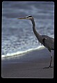 10610-00057-Great Blue Heron, Ardea herodias.jpg